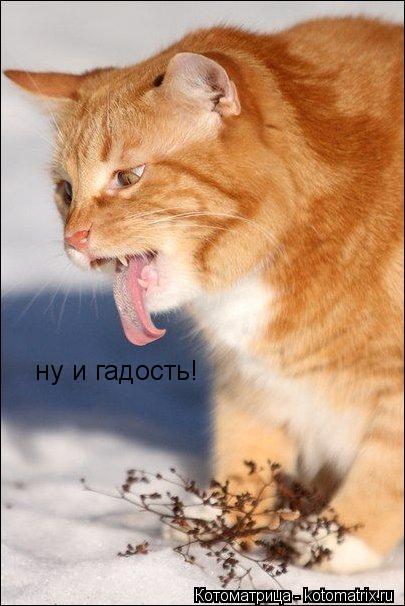 ну и гадость!... Котоматрица: ну и гадость!