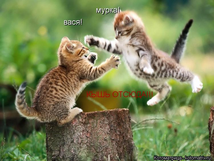 Котоматрица: вася! мурка! КЫШЬ ОТСЮДА!!!