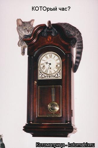 Котоматрица: КОТОрый час?