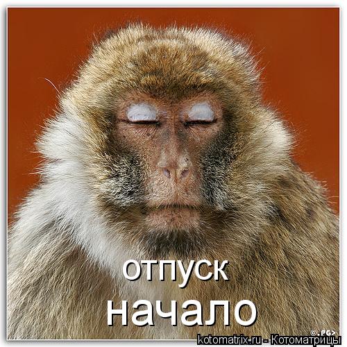 отпуск начало... Котоматрица: отпуск начало