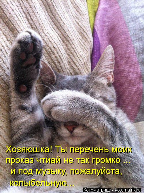 kotomatritsa_6K.jpg