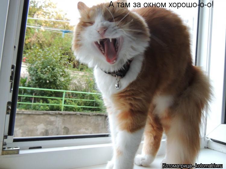 А там за окном хорошо-о-о!... Котоматрица: А там за окном хорошо-о-о!