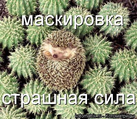 маскировка страшная сила... Котоматрица: маскировка страшная сила