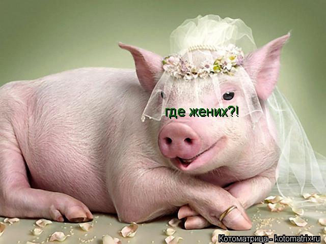 где жених?! где жених?! где жених?!... Котоматрица: где жених?! где жених?! где жених?!