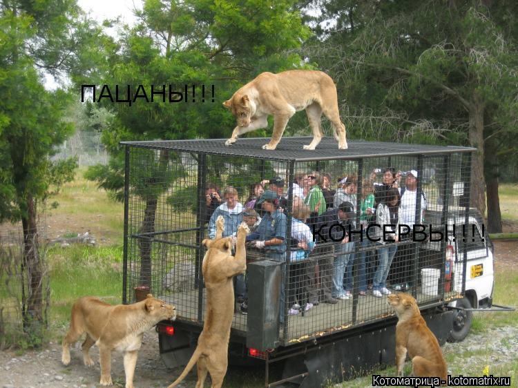 Котоматрица: ПАЦАНЫ!!! ПАЦАНЫ!!! КОНСЕРВЫ!!!!