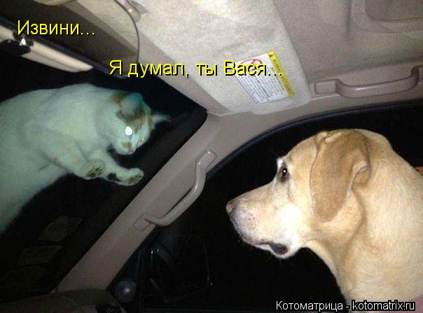 Извини... Я думал, ты Вася...... Котоматрица: Извини... Я думал, ты Вася...