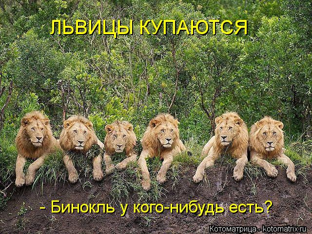 ЛЬВИЦЫ КУПАЮТСЯ - Бинокль у кого-нибудь есть?... Котоматрица: ЛЬВИЦЫ КУПАЮТСЯ - Бинокль у кого-нибудь есть?