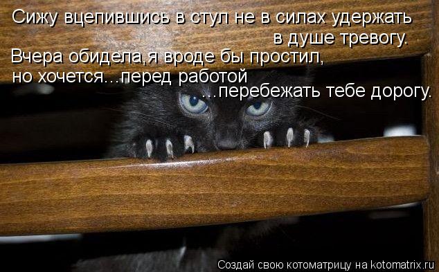 kotomatritsa_IP.jpg