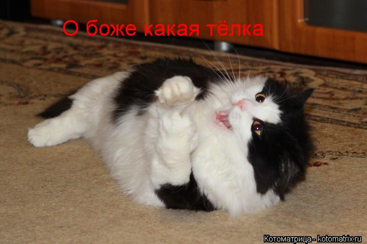 О боже какая тёлка... Котоматрица: О боже какая тёлка