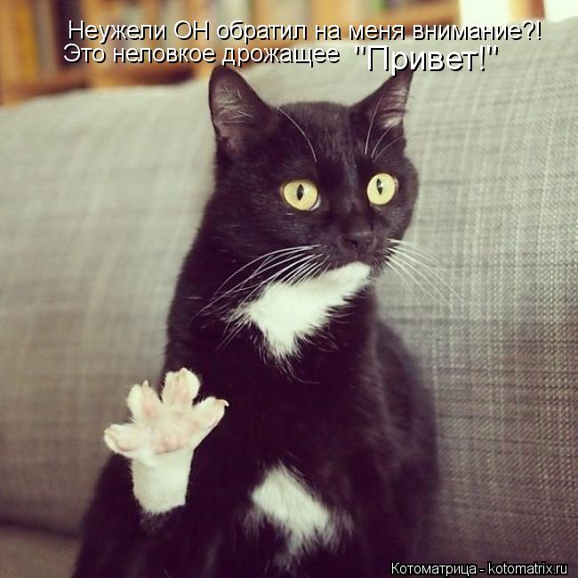 Котоматрица: Неужели ОН обратил на меня внимание?! Это неловкое дрожащее "Привет!"