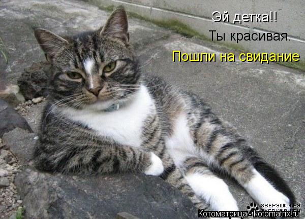 Эй детка!! Ты красивая. Пошли на свидание... Котоматрица: Эй детка!! Ты красивая. Пошли на свидание