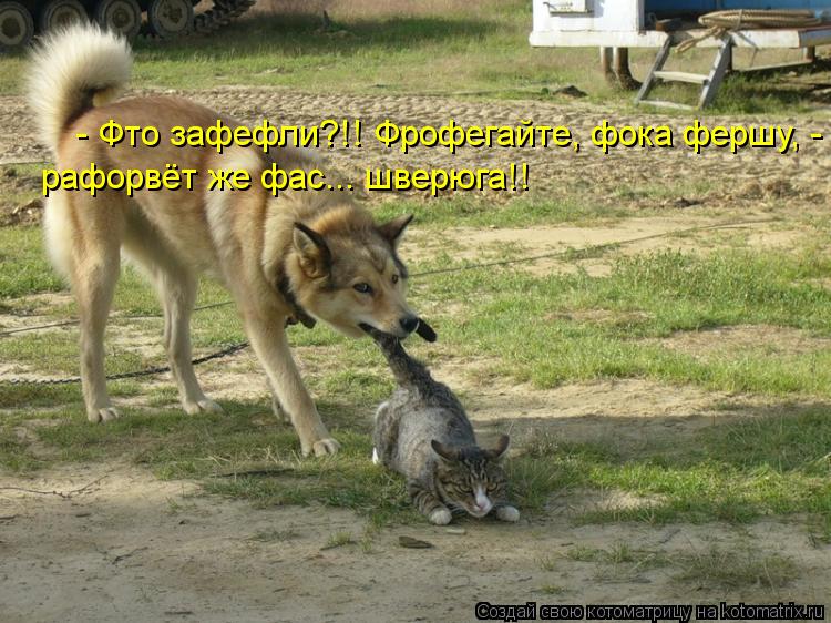 - Фто зафефли?!! Фрофегайте, фока фершу, - рафорвёт же фас... шверюга!!... Котоматрица: - Фто зафефли?!! Фрофегайте, фока фершу, - рафорвёт же фас... шверюга!!
