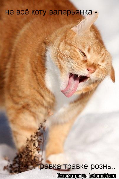 травка травке рознь.. не всё коту валерьянка -... Котоматрица: травка травке рознь.. не всё коту валерьянка -