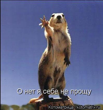 О нет я себе не прощу... Котоматрица: О нет я себе не прощу