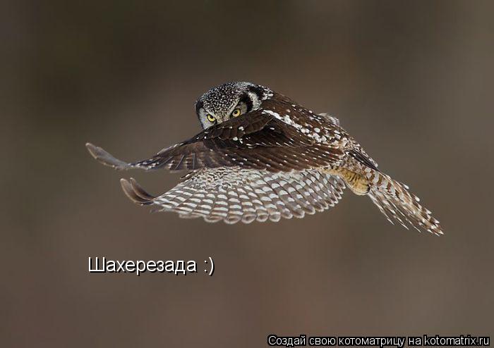 Шахерезада :)... Котоматрица: Шахерезада :)
