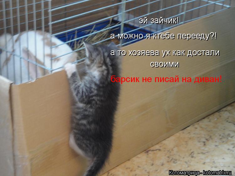 эй зайчик! а можно я ктебе перееду?! а то хозяева ух как достали своими барсик не писай на диван!... Котоматрица: эй зайчик! а можно я ктебе перееду?! а то хозяева ух как достали своими барсик не писай на диван!