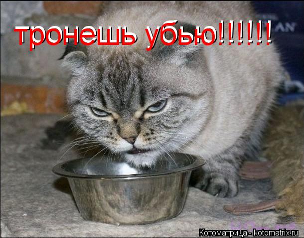 тронешь убью!!!!!! тронешь убью!!!!!!... Котоматрица: тронешь убью!!!!!! тронешь убью!!!!!!