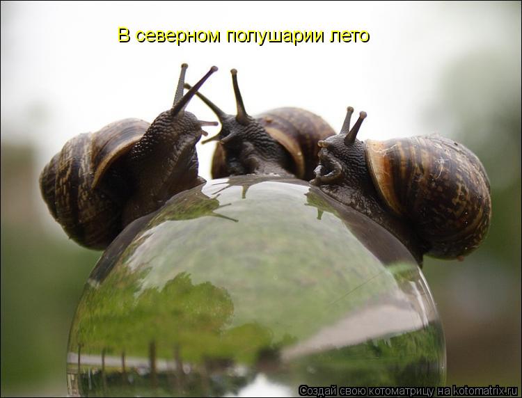 Котоматрица: В северном полушарии лето