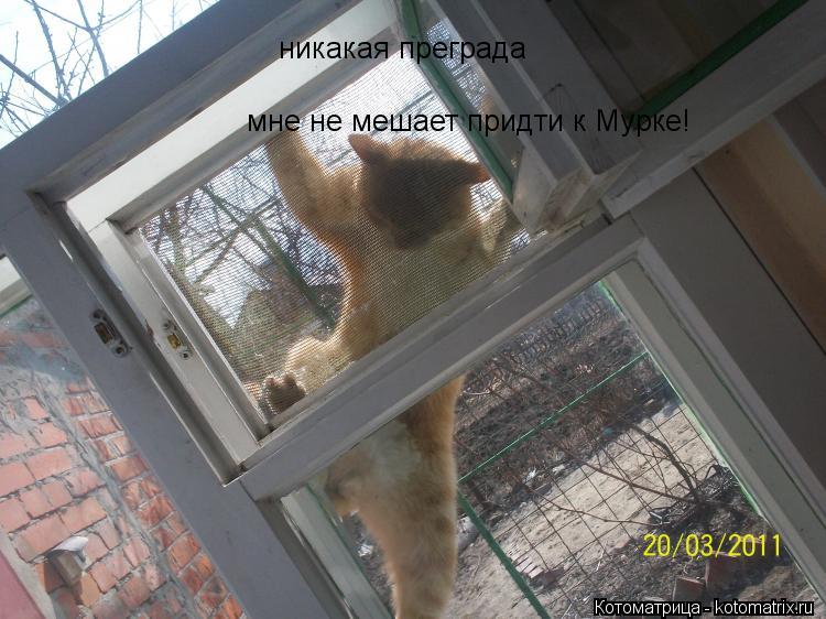 kotomatritsa_ea.jpg