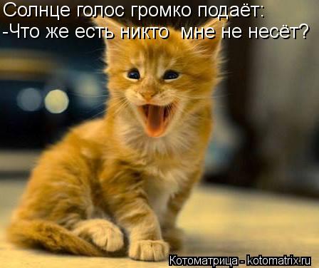 Солнце голос громко подаёт: -Что же есть никто мне не несёт?... Котоматрица: Солнце голос громко подаёт: -Что же есть никто мне не несёт?