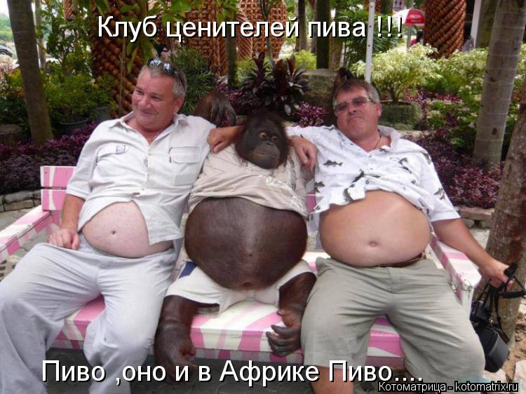 Клуб ценителей пива !!! Пиво ,оно и в Африке Пиво....... Котоматрица: Клуб ценителей пива !!! Пиво ,оно и в Африке Пиво....