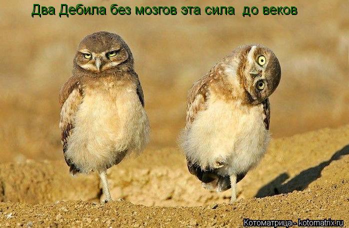 Два Дебила без мозгов эта сила до веков... Котоматрица: Два Дебила без мозгов эта сила до веков