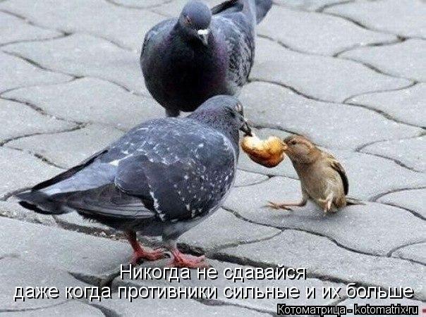 Никогда не сдавайся даже когда противники сильные и их больше... Котоматрица: Никогда не сдавайся даже когда противники сильные и их больше