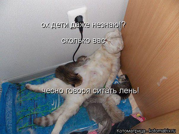 Котоматрица: ох дети даже незнаю!? сколько вас чесно говоря ситать лень!