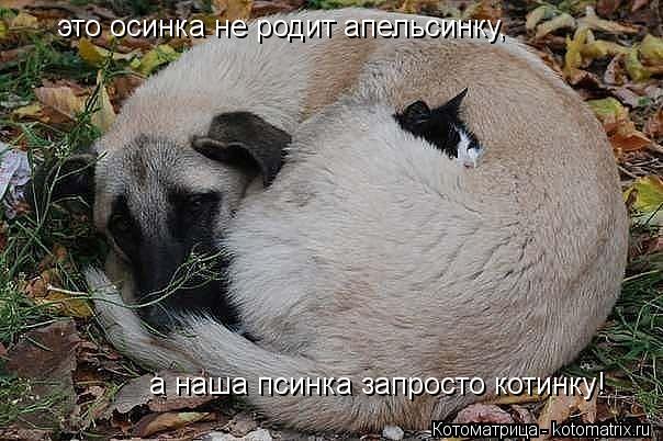 это осинка не родит апельсинку, а наша псинка запросто котинку!... Котоматрица: это осинка не родит апельсинку, а наша псинка запросто котинку!