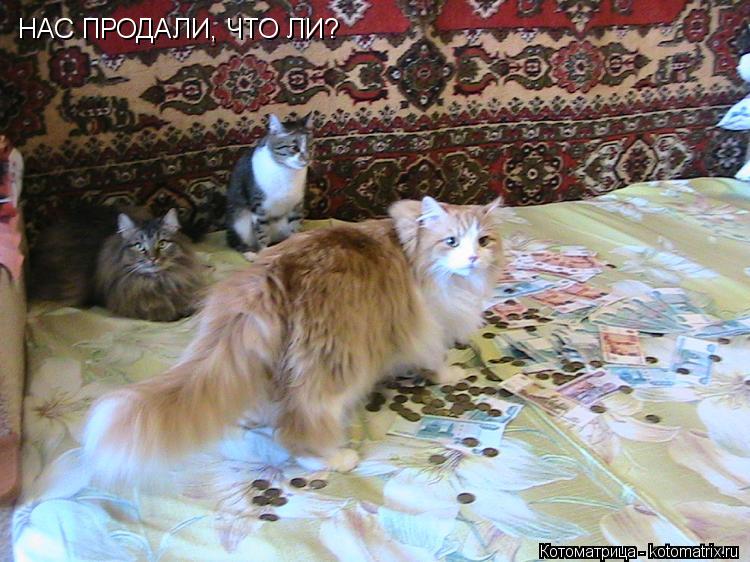 НАС ПРОДАЛИ, ЧТО ЛИ?... Котоматрица: НАС ПРОДАЛИ, ЧТО ЛИ?