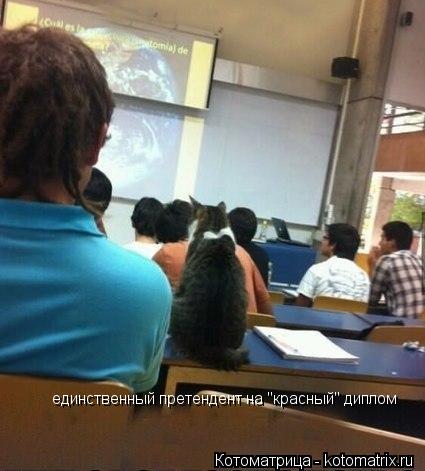 единственный претендент на "красный" диплом... Котоматрица: единственный претендент на "красный" диплом