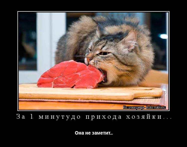 За 1 минутудо прихода хозяйки... Она не заметит..... Котоматрица: За 1 минутудо прихода хозяйки... Она не заметит..