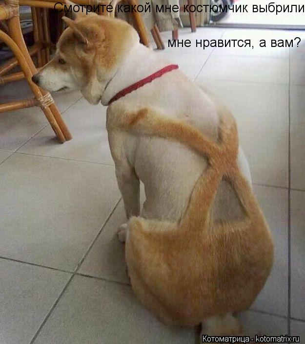 Смотрите какой мне костюмчик выбрили мне нравится, а вам?... Котоматрица: Смотрите какой мне костюмчик выбрили мне нравится, а вам?