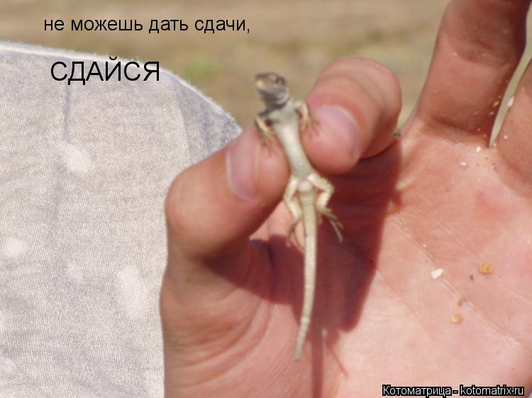 не можешь дать сдачи, СДАЙСЯ... Котоматрица: не можешь дать сдачи, СДАЙСЯ