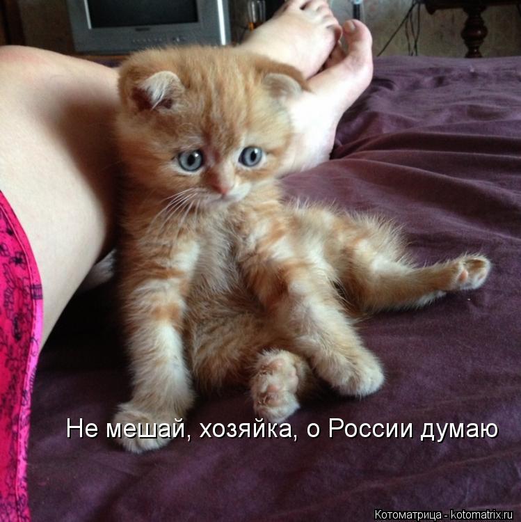 Не мешай, хозяйка, о России думаю... Котоматрица: Не мешай, хозяйка, о России думаю