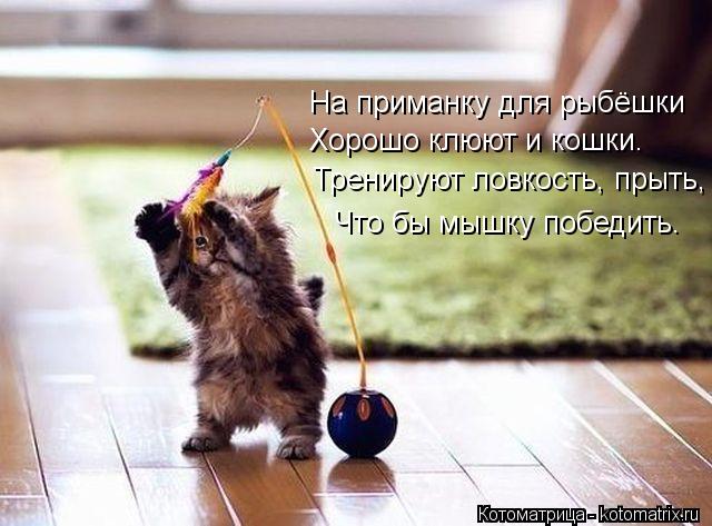 На приманку для рыбёшки Хорошо клюют и кошки. Тренируют ловкость, прыть, Что бы мышку победить.... Котоматрица: На приманку для рыбёшки Хорошо клюют и кошки. Тренируют ловкость, прыть, Что бы мышку победить.