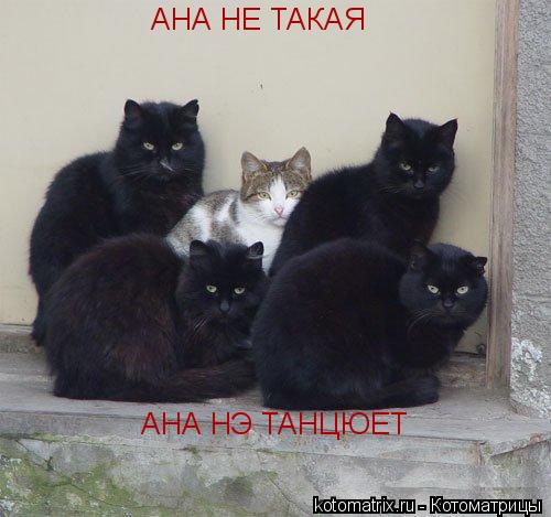 АНА НЕ ТАКАЯ АНА НЭ ТАНЦЮЕТ... Котоматрица: АНА НЕ ТАКАЯ АНА НЭ ТАНЦЮЕТ