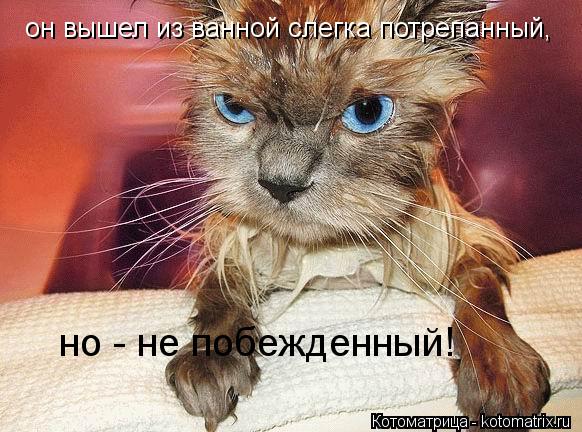 он вышел из ванной слегка потрепанный, но - не побежденный!... Котоматрица: он вышел из ванной слегка потрепанный, но - не побежденный!