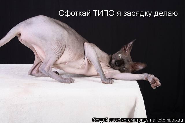 Сфоткай ТИПО я зарядку делаю... Котоматрица: Сфоткай ТИПО я зарядку делаю