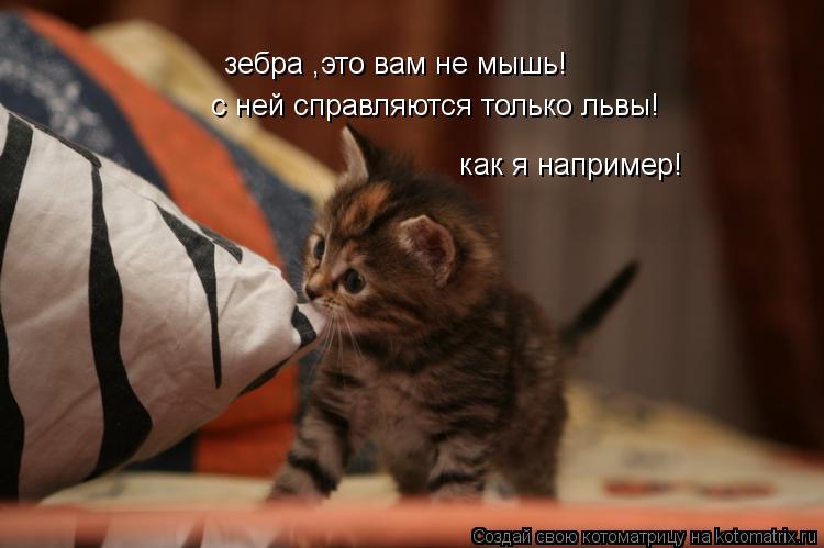 зебра ,это вам не мышь! с ней справляются только львы! как я например!... Котоматрица: зебра ,это вам не мышь! с ней справляются только львы! как я например!