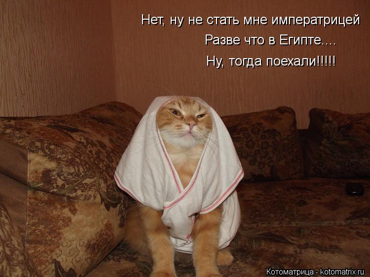 Нет, ну не стать мне императрицей Разве что в Египте.... Ну, тогда поехали!!!!!... Котоматрица: Нет, ну не стать мне императрицей Разве что в Египте.... Ну, тогда поехали!!!!!