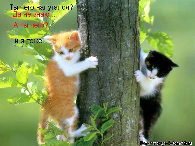 Ты чего напугался? и я тоже А ты чего? Да не знаю...... Котоматрица: Ты чего напугался? и я тоже А ты чего? Да не знаю...