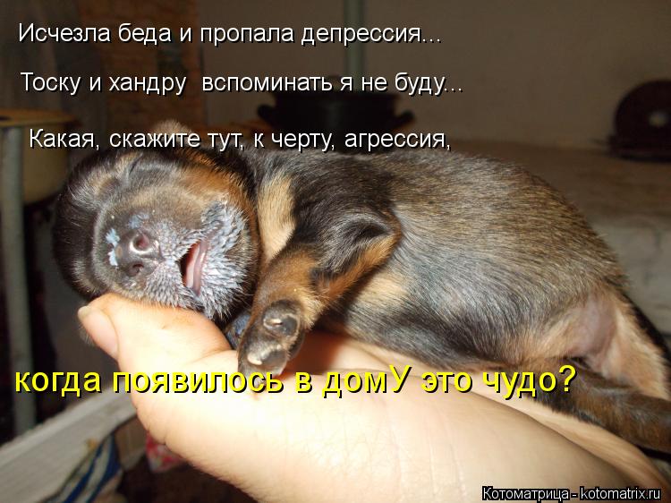 Исчезла беда и пропала депрессия... Тоску и хандру вспоминать я не буду... Какая, скажите тут, к чер... Котоматрица: Исчезла беда и пропала депрессия... Тоску и хандру вспоминать я не буду... Какая, скажите тут, к черту, агрессия, когда появилось в домУ это чу