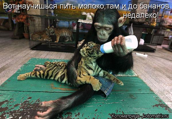 Котоматрица: Вот научишься пить молоко,там и до бананов недалеко!