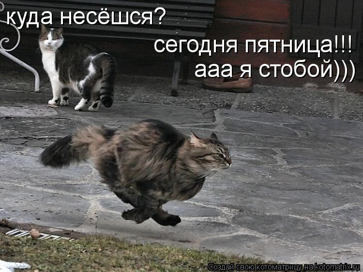 Котоматрица: куда несёшся? сегодня пятница!!! ааа я стобой)))