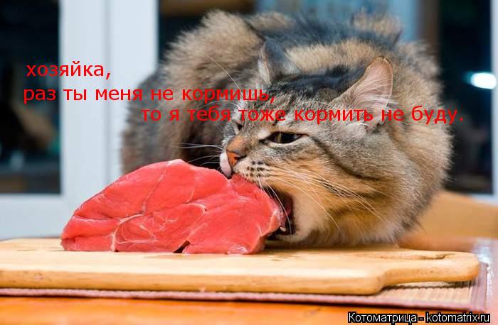 раз ты меня не кормишь, то я тебя тоже кормить не буду. хозяйка,... Котоматрица: раз ты меня не кормишь, то я тебя тоже кормить не буду. хозяйка,