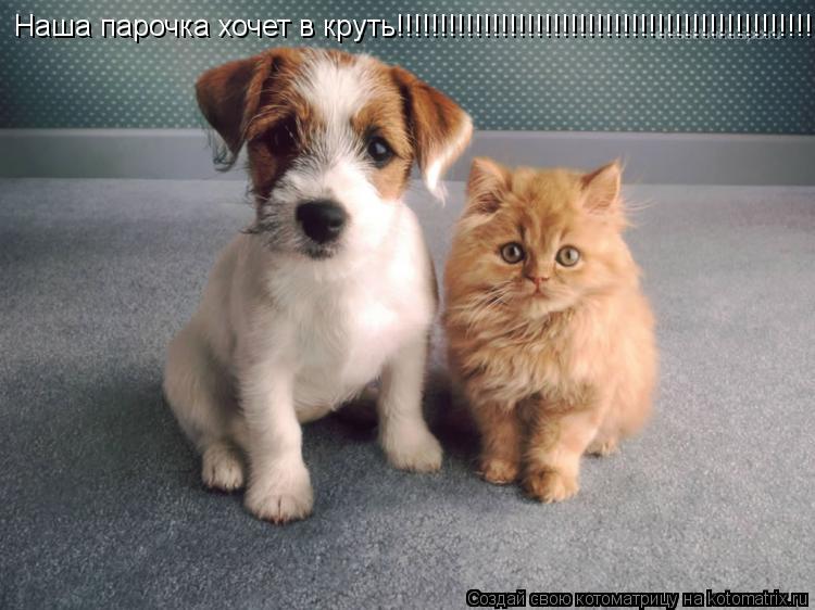 Наша парочка хочет в круть!!!!!!!!!!!!!!!!!!!!!!!!!!!!!!!!!!!!!!!!!!!!!!!!!!!!!!... Котоматрица: Наша парочка хочет в круть!!!!!!!!!!!!!!!!!!!!!!!!!!!!!!!!!!!!!!!!!!!!!!!!!!!!!!