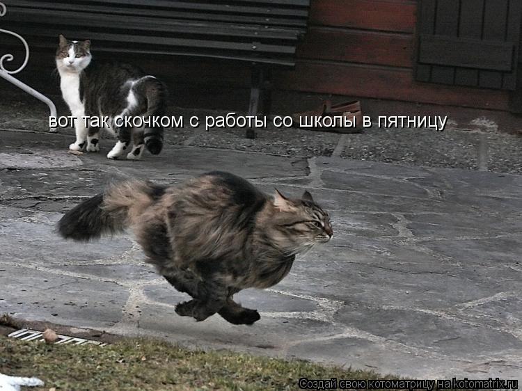 вот так скочком с работы со школы в пятницу... Котоматрица: вот так скочком с работы со школы в пятницу