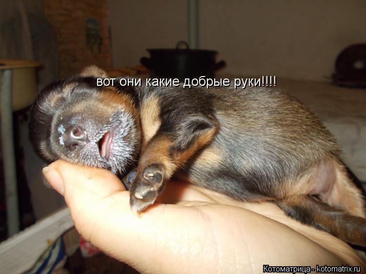 вот они какие добрые руки!!!!... Котоматрица: вот они какие добрые руки!!!!