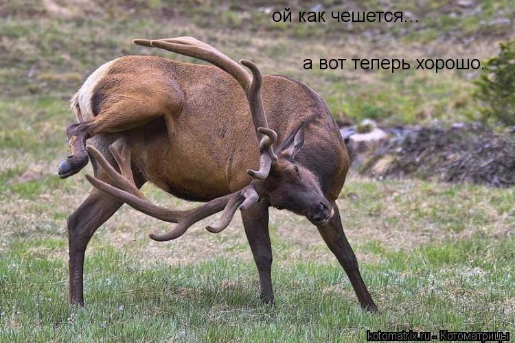 Котоматрица: ой как чешется... а вот теперь хорошо.